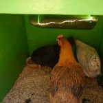 8 Rund ums Huhn