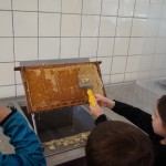 Beim Ausflug in die Uni Hohenheim erlebten die Kinder wie der Honig in das Glas kommt.