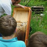 Wie Orgelpfeifen bauen die Wildbienen ihre Waben.